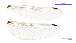 Image of Eusynthemis virgula (Selys 1874)