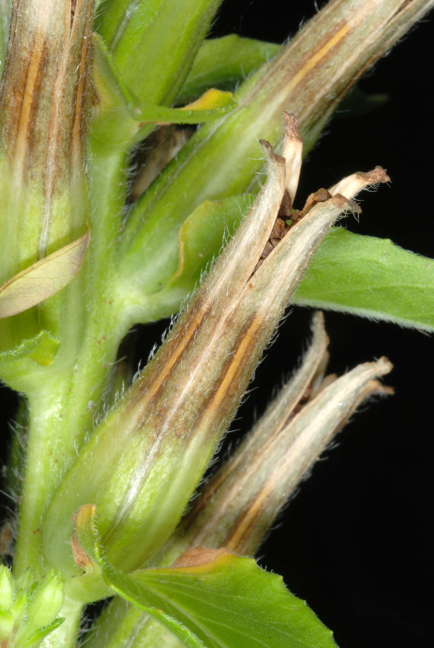 Imagem de Oenothera biennis L.