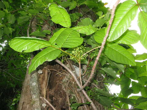 Image of Toxicodendron orientale Greene