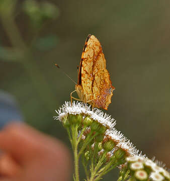 Image of Symbrenthia lilaea