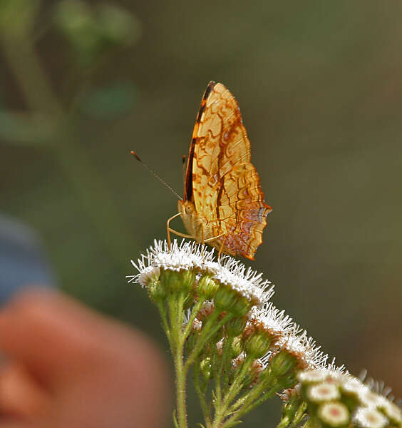 Image of Symbrenthia lilaea