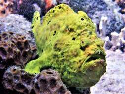 Image of Flagpole Frogfish