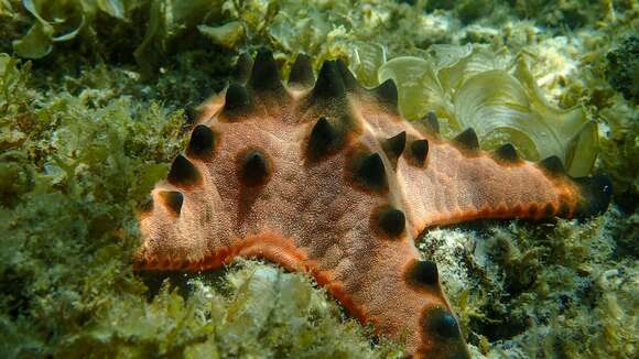 Image of chocolate chip sea star