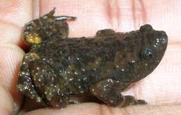 Uperodon montanus (Jerdon 1853)的图像