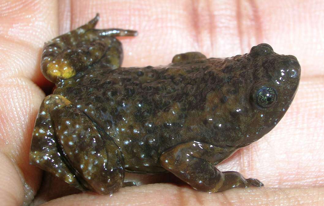 Uperodon montanus (Jerdon 1853)的图像