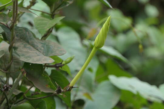 Image of Moonflower or moon vine