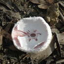 Image of Amanita carneiphylla O. K. Mill. 1992