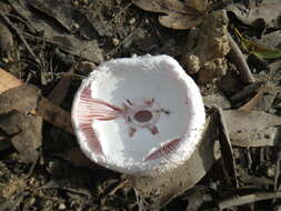 Image of Amanita carneiphylla O. K. Mill. 1992