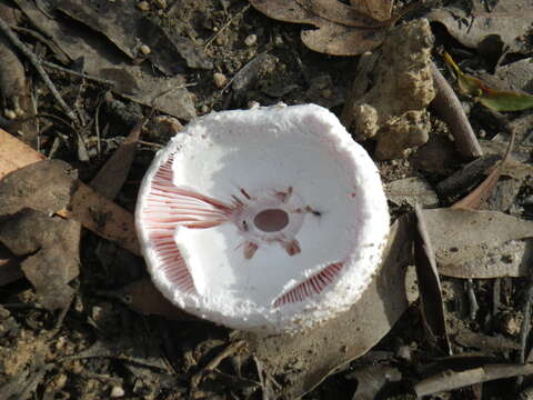 Image of Amanita carneiphylla O. K. Mill. 1992