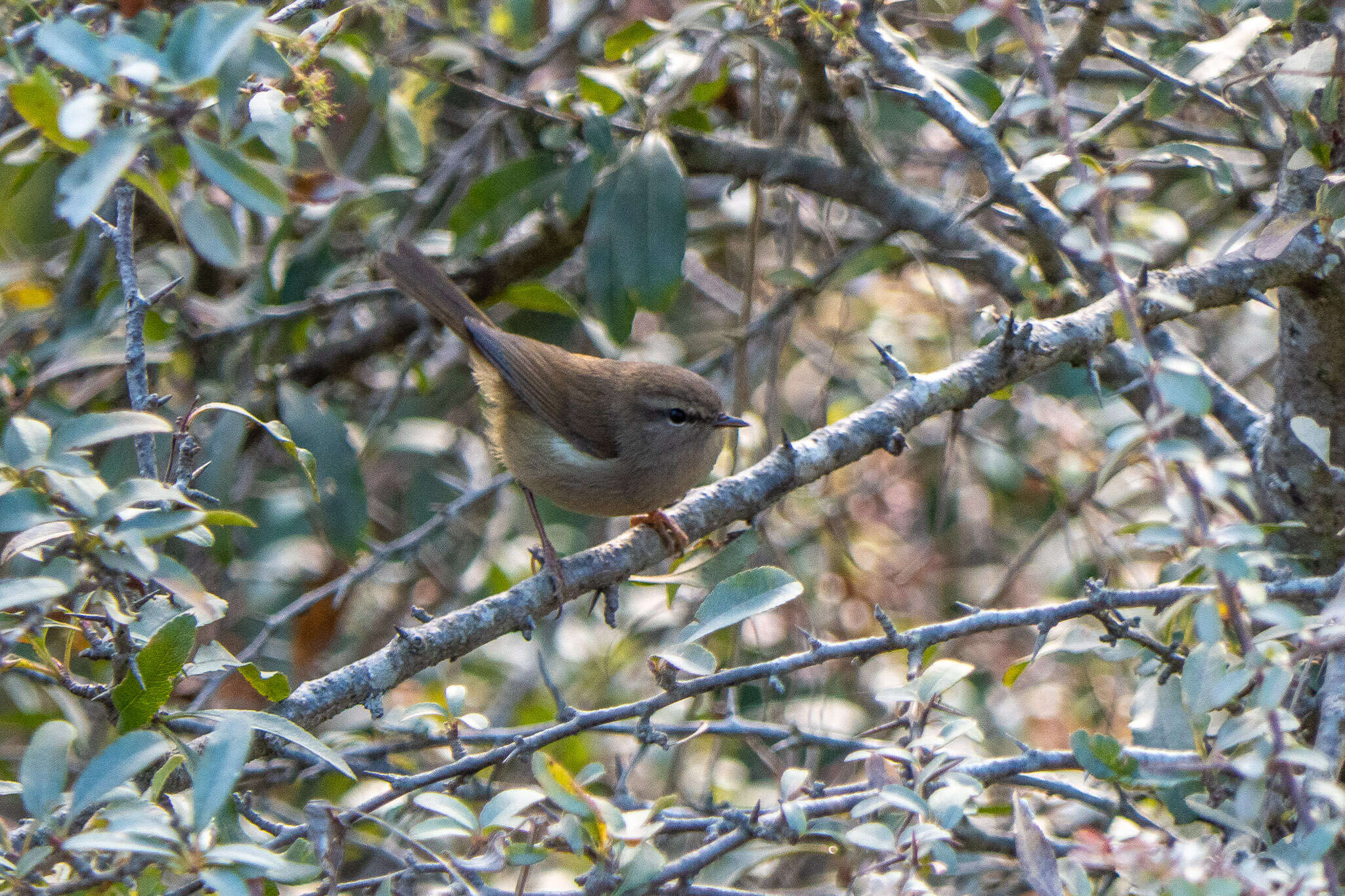 Image of Aberrant Bush Warbler