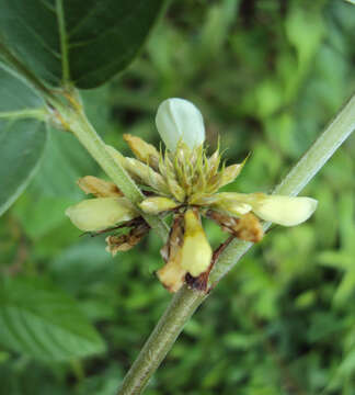 Image of Dendrolobium triangulare (Retz.) Schindl.