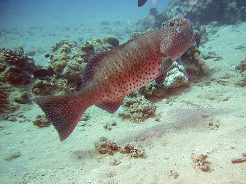 Image of Polkadot Cod