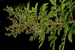 Image of Brazilian Peppertree