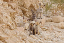 Image de Renard roux d'Arabie