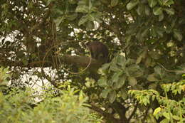 Image of Black Capuchin