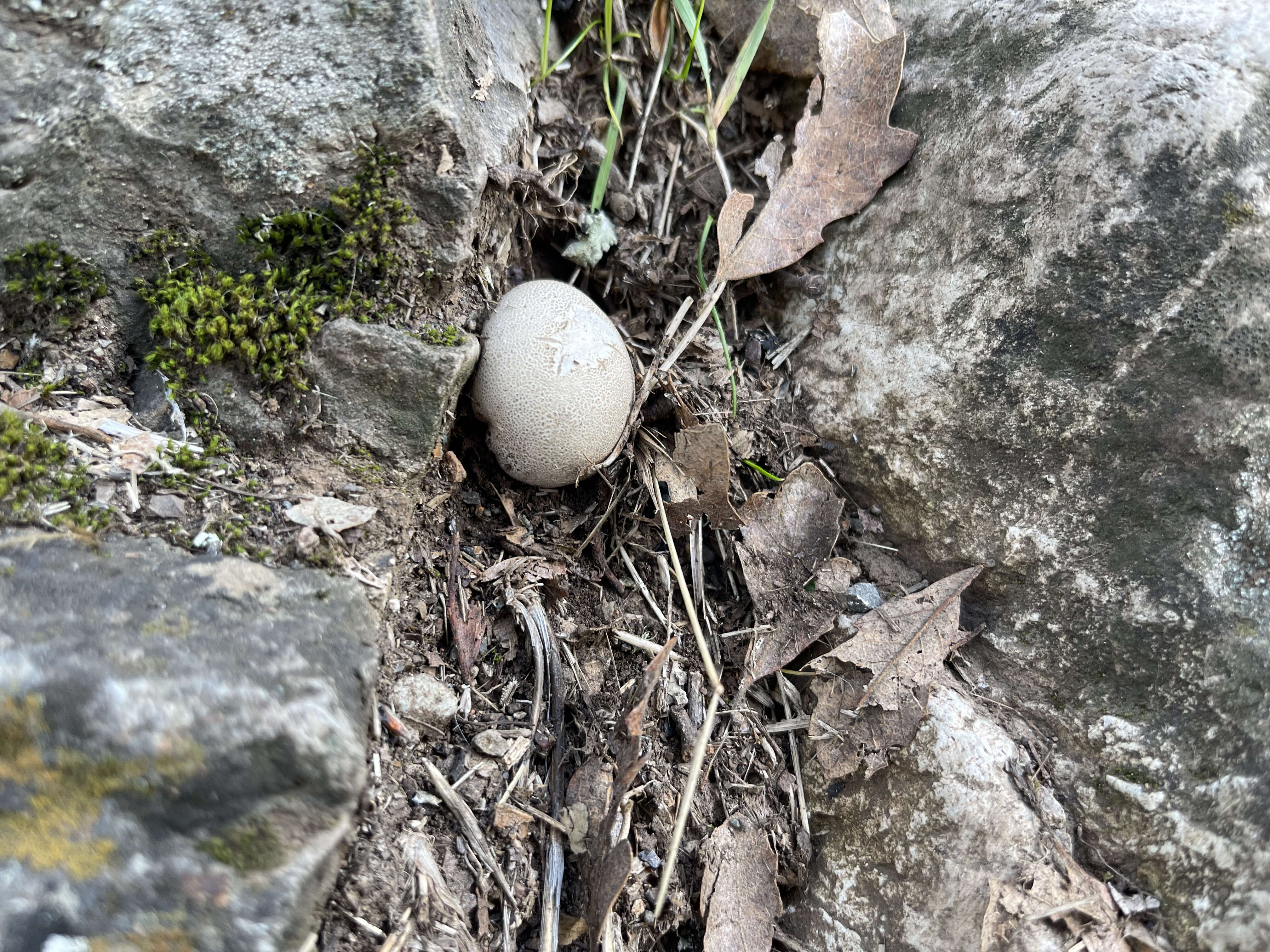 Imagem de Lycoperdon perlatum Pers. 1796