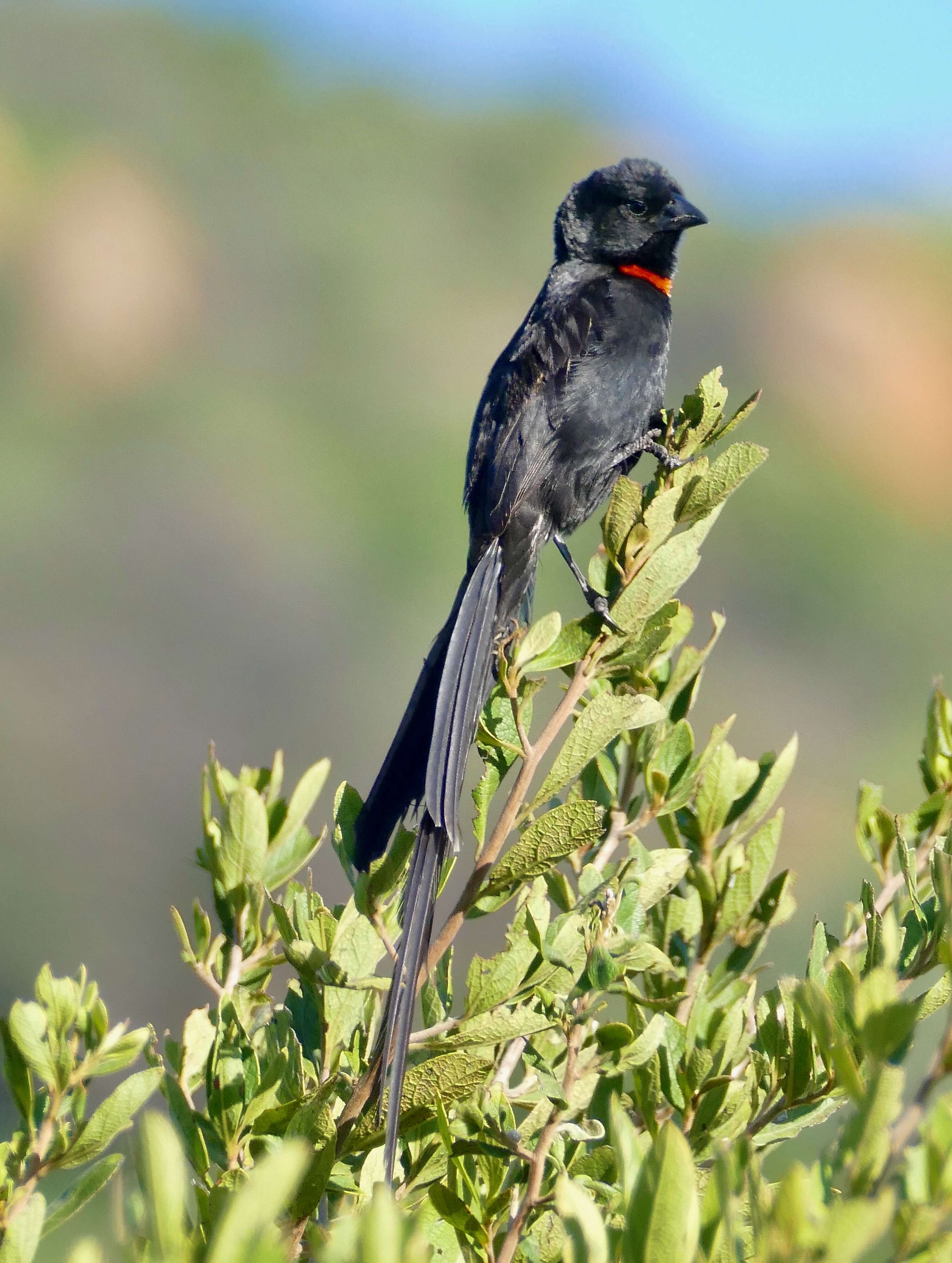 Image of Red-collared Whydah