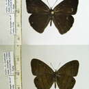 Imagem de Euptychia gisella Hayward 1957