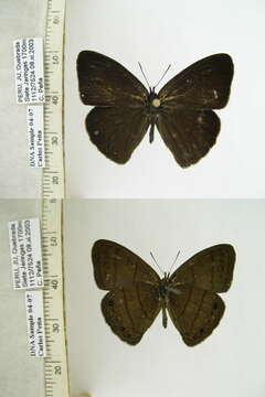 Imagem de Euptychia gisella Hayward 1957