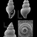 Plancia ëd Teretia megalembryon (Dautzenberg & H. Fischer 1896)