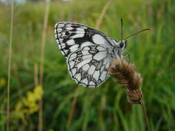 Imagem de Melanargia galathea Linnaeus 1758