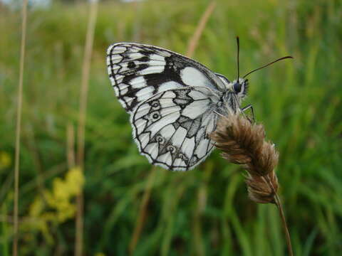 Image of marbled white