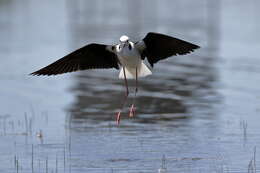 Image of Pied Stilt