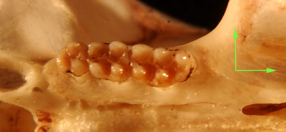 640.collections contributors phil myers adw mammals specimens rodentia cricetidae rhagomys longilingua utr6493.580x360