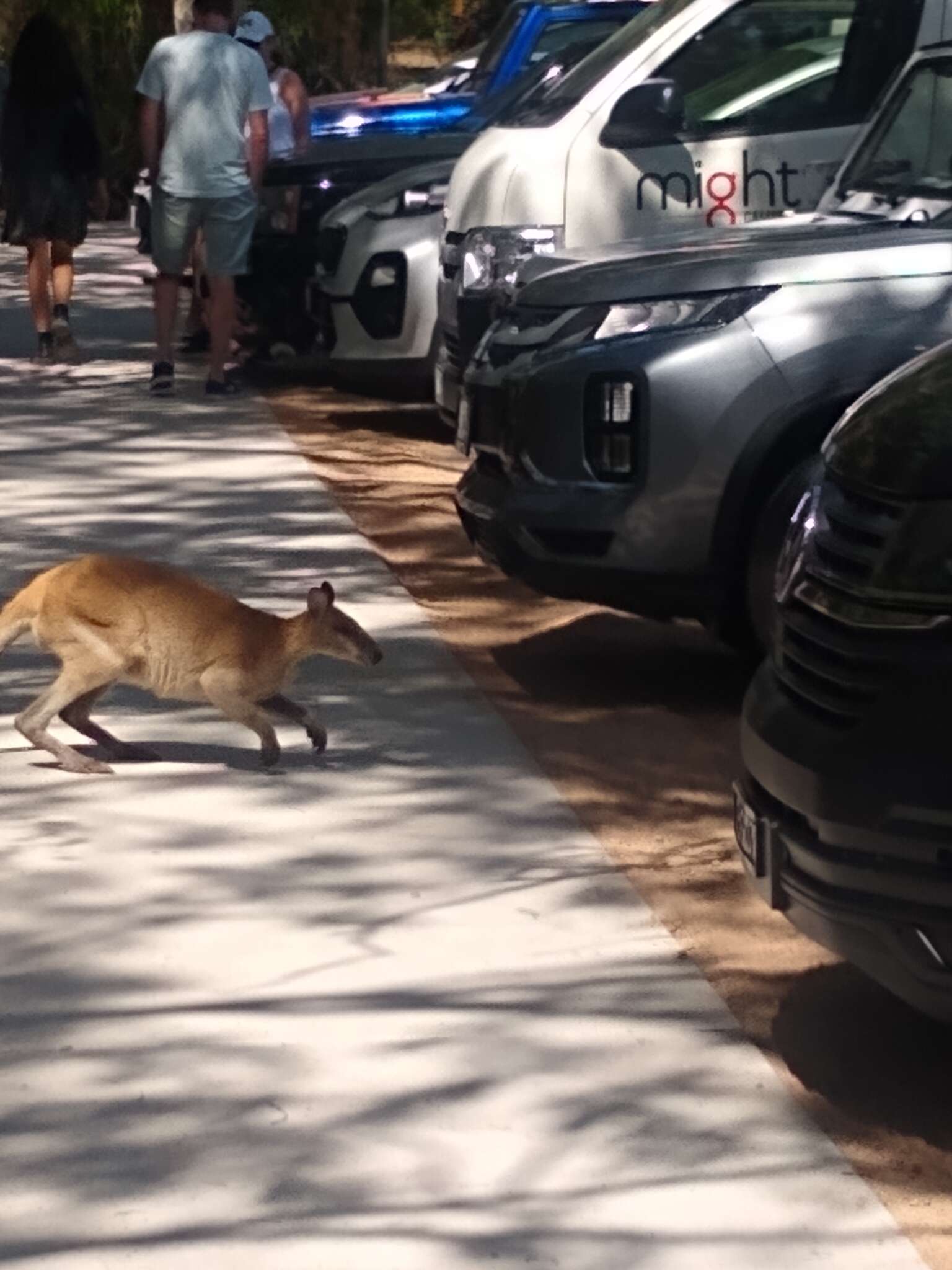 Image of Agile Wallaby