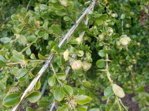 Image of Buxus sinica (Rehder & E. H. Wilson) M. Cheng