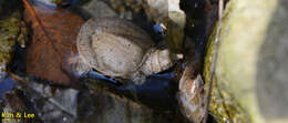 Image of Northern Chinese softshell turtle