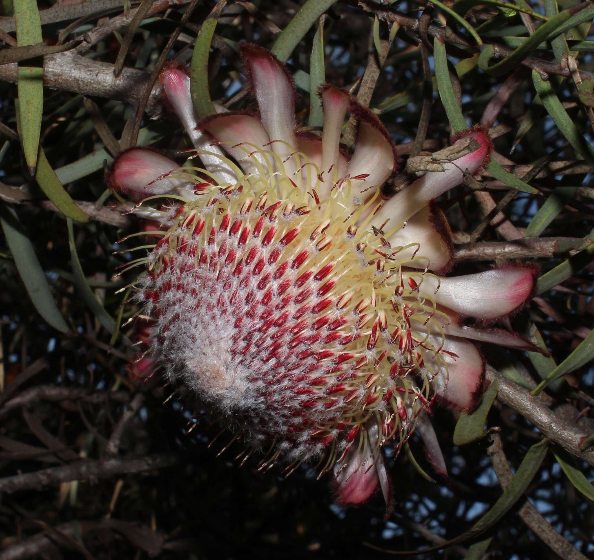 Image of Patent-leaf protea