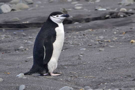 Plancia ëd Pygoscelis antarcticus (Forster & JR 1781)