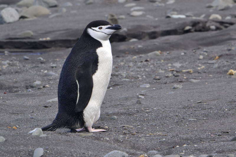 Sakallı penguen resmi