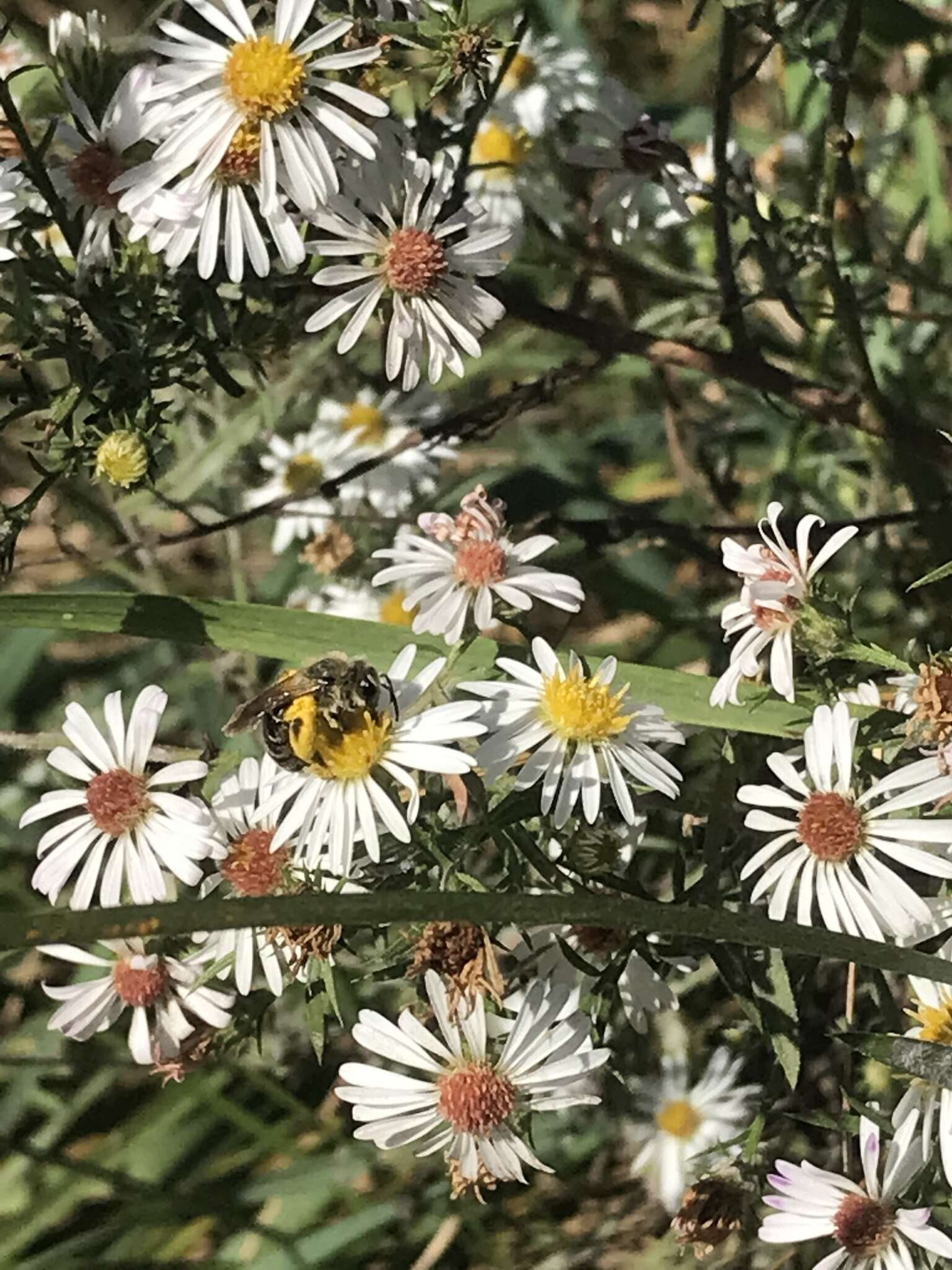 Image of Aster Andrena