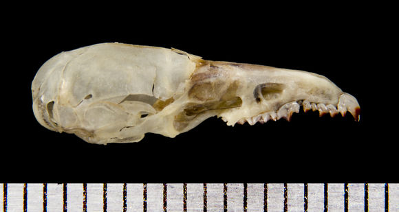640.collections contributors phil myers adw mammals specimens soricomorpha soricidae sorex sorex ornatus lateral1737.580x360