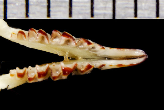 640.collections contributors phil myers adw mammals specimens soricomorpha soricidae sorex sorex ornatus ltr8574.580x360