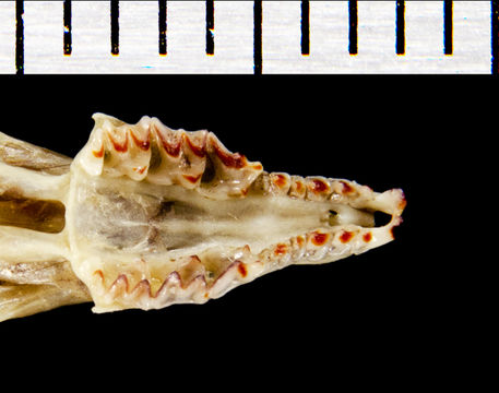 640.collections contributors phil myers adw mammals specimens soricomorpha soricidae sorex sorex ornatus utr8573.580x360