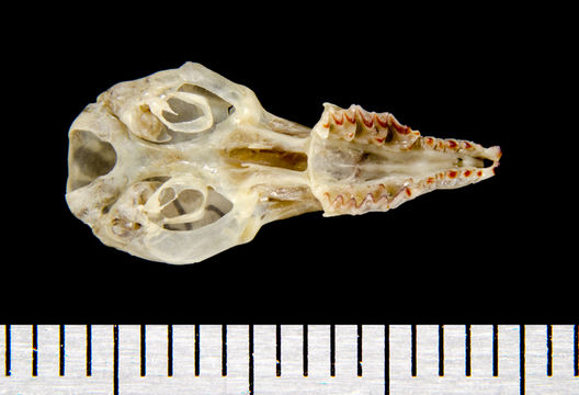 640.collections contributors phil myers adw mammals specimens soricomorpha soricidae sorex sorex ornatus ventral8573.580x360