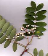 Plancia ëd Sorbus oligodonta (Cardot) Hand.-Mazz.