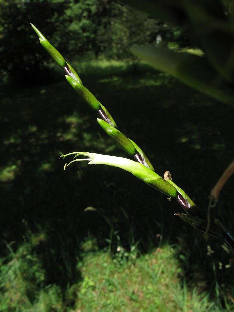 Imagem de Tillandsia limbata Schltdl.