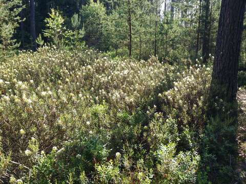 Imagem de Rhododendron tomentosum (Stokes) Harmaja