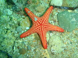 Image of Pentagonaster duebeni Gray 1847