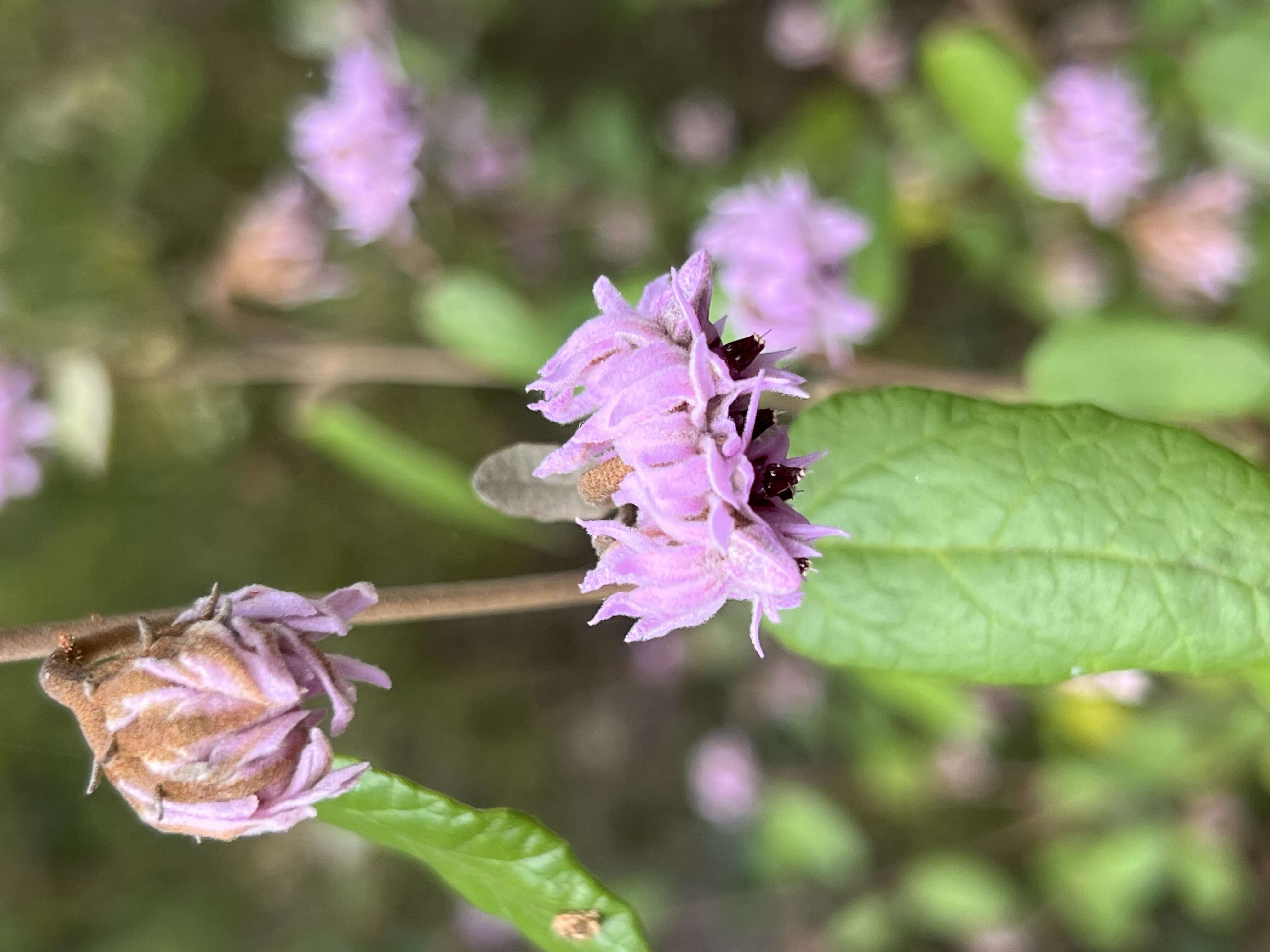 Image of Lasiopetalum discolor Hook.