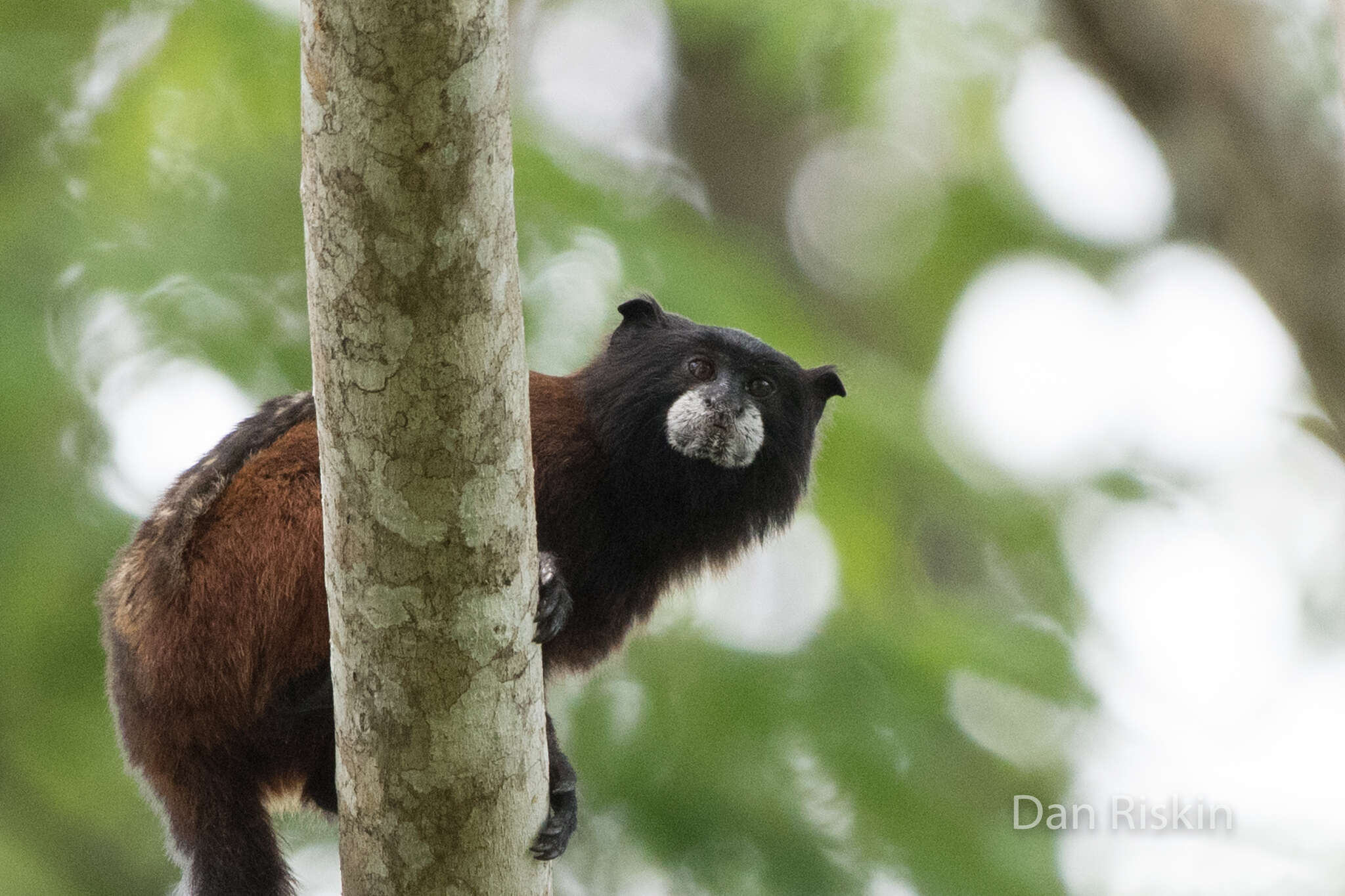 Image of Illiger's saddle-back tamarin