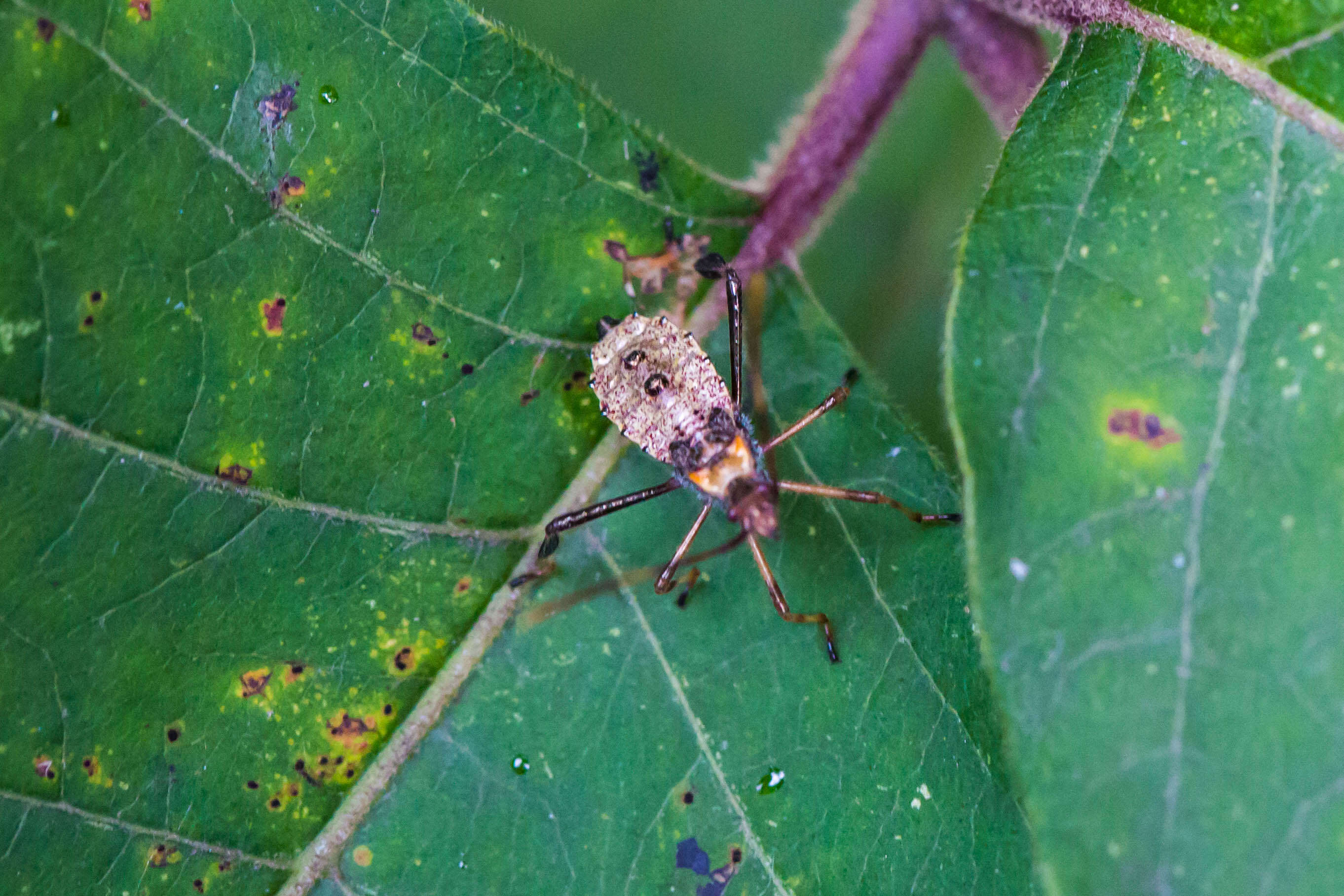 Image of Pine Seed Bug