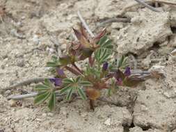 Image of shortstem lupine