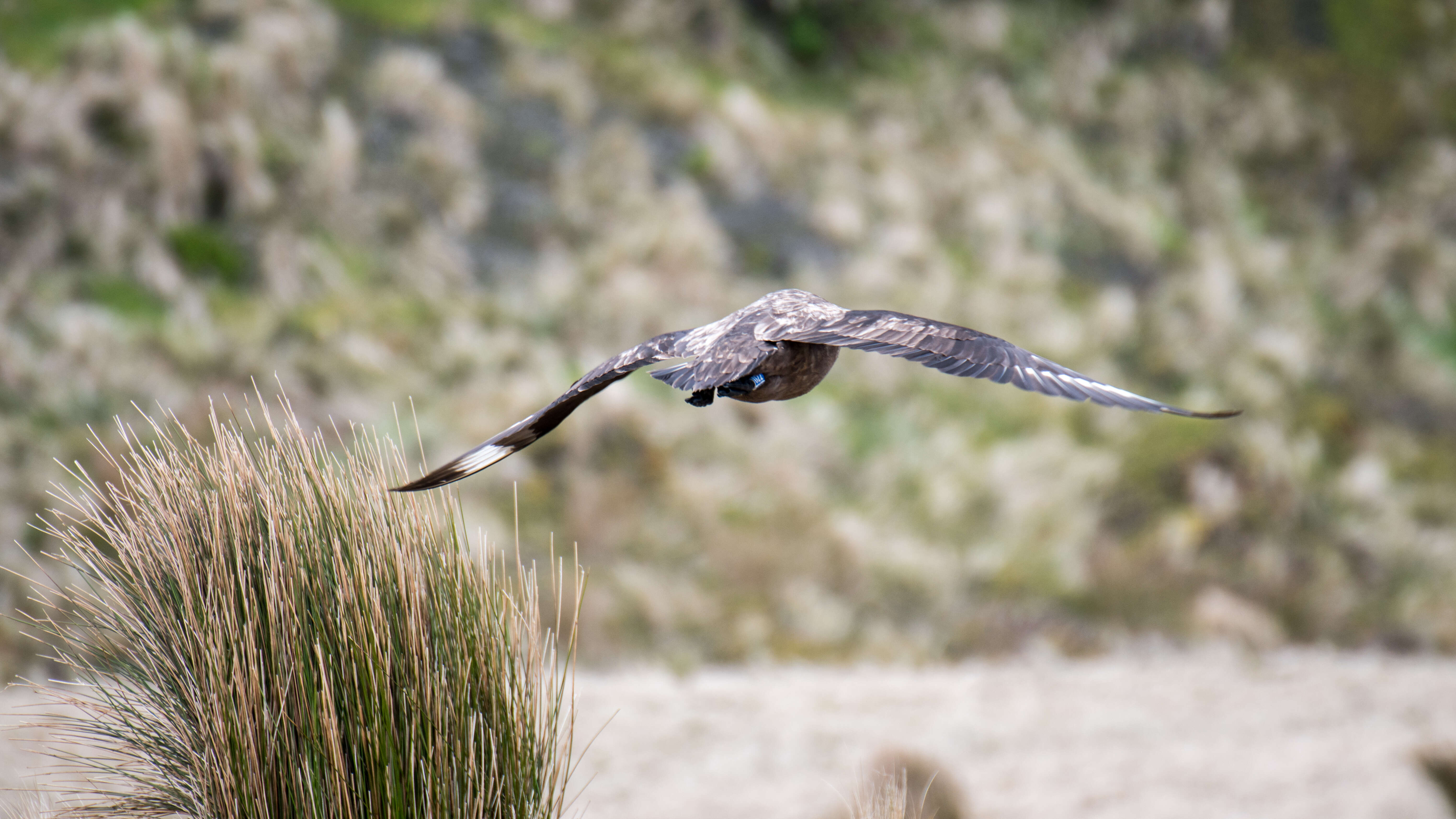 Image of Brown Skua