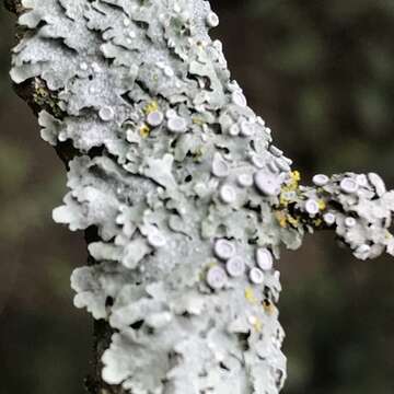 Image of rosette lichen