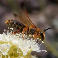 Image of Andrena prunorum Cockerell 1896